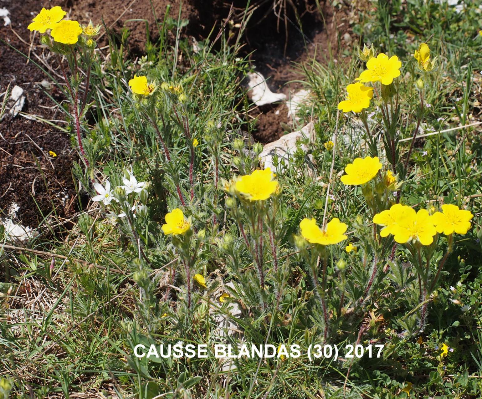 Cinquefoil, Hairy